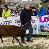 Schafausstellung Tiroler Bergschaf  (15)